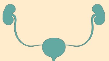 Pastel renklerde insan idrar sisteminin minimalist çizimi. İç organların anatomisi çizilmiş. Eğitim ve bilimsel makaleler için tıbbi illüstrasyon.