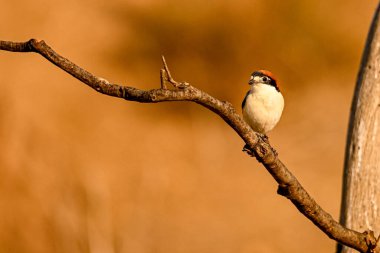 Kuru bir dal üzerinde duran, Lanius senatörü ya da sıradan bir örümcekkuşu..
