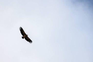 Bir akbaba gökyüzünde zarif bir şekilde süzülür, kanatları tamamen geniştir, yumuşak mavi ve bulutlu bir zemin üzerinde zahmetsizce süzülür.