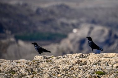 Dağlarda duran büyük kuzgun ya da Corvus Corax