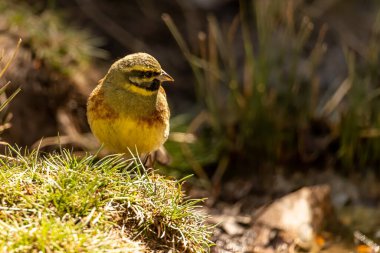 Sıradan Bunting ya da Emberiza sirki, çimlerin üzerinde duruyor.