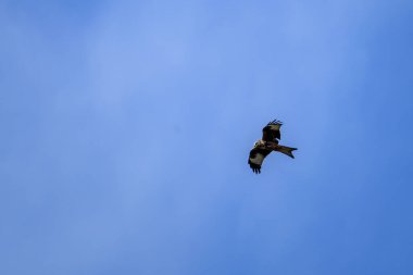 Kırmızı bir uçurtma (Milano Real) açık mavi gökyüzünde zarif bir şekilde süzülür, etkileyici kanat açıklığını ve keskin bakışlarını zahmetsizce süzülürken gösterir..