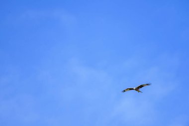 Kırmızı bir uçurtma (Milano Real) açık mavi gökyüzünde zarif bir şekilde süzülür, etkileyici kanat açıklığını ve keskin bakışlarını zahmetsizce süzülürken gösterir..