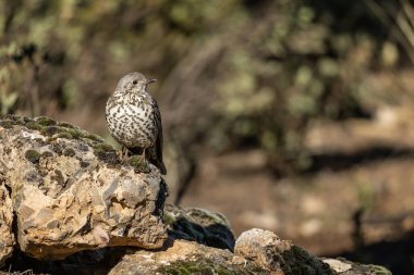 Yaygın Thrush ya da Turdus viscivorus, bir kayanın üzerine tünemiş