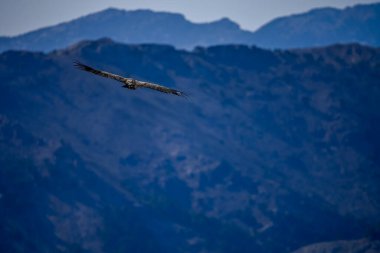 Griffon Vulture veya Gyps fulvus uçuşta