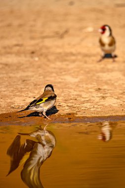 Altın gölete yansıyan ispinoz ya da Carduelis carduelis