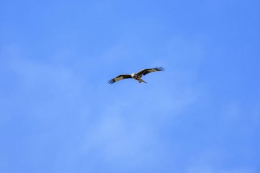 Kırmızı bir uçurtma (Milano Real) açık mavi gökyüzünde zarif bir şekilde süzülür, etkileyici kanat açıklığını ve keskin bakışlarını zahmetsizce süzülürken gösterir..