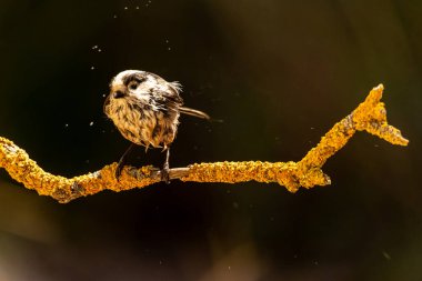 Efsane ya da Aegithalos bir dala tünemiş bir uyarıcıdır.