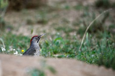 Büyük Benekli Ağaçkakan, yere tünemiş