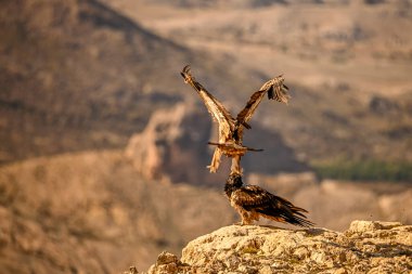 Sakallı akbaba veya Gypaetus Barbatus, Griffon akbabalarıyla birlikte.