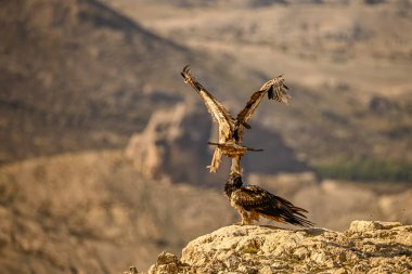 Sakallı akbaba veya Gypaetus Barbatus, Griffon akbabalarıyla birlikte.