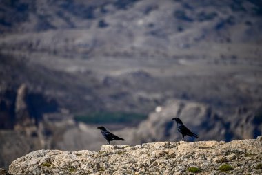 Dağlarda duran büyük kuzgun ya da Corvus Corax