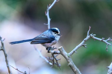 Efsane ya da Aegithalos bir dala tünemiş bir uyarıcıdır.