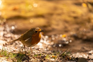 Bir pınarın kenarına tünemiş küçük bülbül.