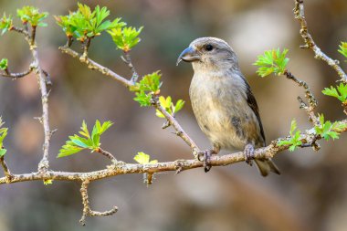 Crossbill veya Loxia curvirostra, bir dal üzerine tünemiş