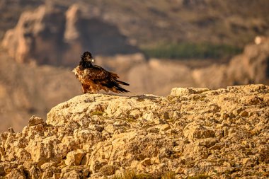 Sakallı akbaba veya Gypaetus Barbatus, Griffon akbabalarıyla birlikte.