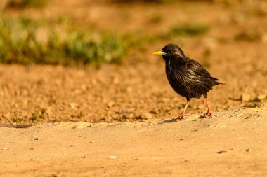 Kara Sığırcık ya da Sturnus unicolor, yere tünemiş