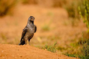 Batı Jackdaw ya da Coloeus monedula, Corvidae ailesinin gelip geçen kuşu.