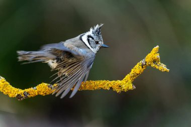Hooded Tit or Lophophanes cristatus, perched on a twig