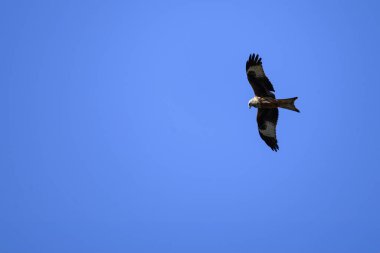 Kırmızı bir uçurtma (Milano Real) açık mavi gökyüzünde zarif bir şekilde süzülür, etkileyici kanat açıklığını ve keskin bakışlarını zahmetsizce süzülürken gösterir..