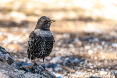 Beyaz pelerinli Blackbird veya Turdus torquatus, Turdidae familyasının gelip geçen kuşu.