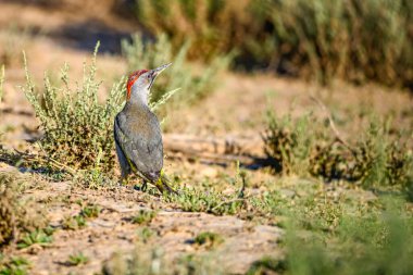 Büyük Benekli Ağaçkakan, yere tünemiş