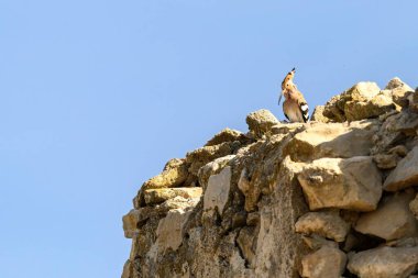 Çarpıcı bir Hoopoe (Upupa epops) eski bir taş duvara tünemiş, sıcak güneş ışığıyla yıkanmış.
