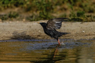 Sıradan bir Starling (Sturnus vulgaris) küvetin ortasında, sığ bir gölette su damlacıkları ile yakalanır..
