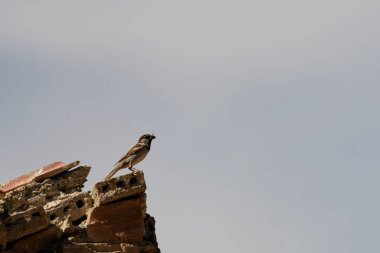 Bir erkek İspanyol serçesi (Passer hispaniolensis) engebeli bir kayanın üzerinde, açık mavi gökyüzüne karşı şarkı söyler..