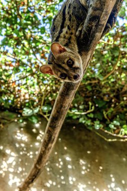 Yaygın bir genet (Genetta genetta), yeşil yapraklar ve benekli güneş ışığı ile çevrelenmiş, ilginç bir şekilde kameraya bakan bir ağaç dalına ters yapışır..