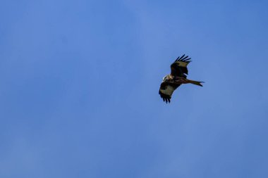 Kırmızı bir uçurtma (Milano Real) açık mavi gökyüzünde zarif bir şekilde süzülür, etkileyici kanat açıklığını ve keskin bakışlarını zahmetsizce süzülürken gösterir..