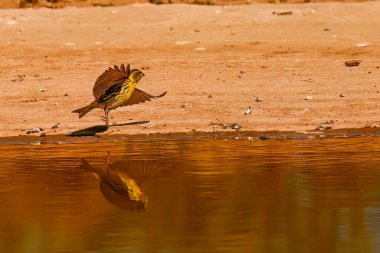 Vercillo ya da Serinus serinus, altın pınara yansıyan
