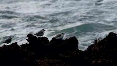 Sanderling, yumuşak bulanık okyanus arka planına karşı kıyı kayasına tünemişti.