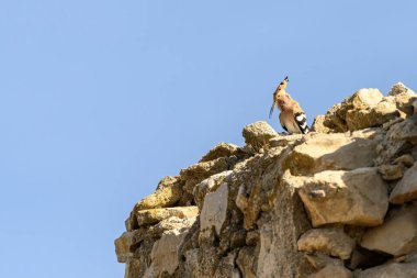 Çarpıcı bir Hoopoe (Upupa epops) eski bir taş duvara tünemiş, sıcak güneş ışığıyla yıkanmış.