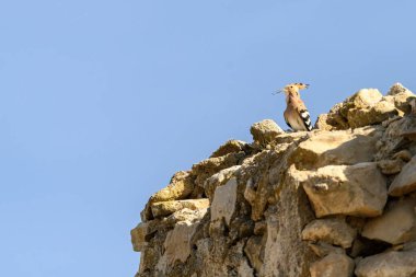Çarpıcı bir Hoopoe (Upupa epops) eski bir taş duvara tünemiş, sıcak güneş ışığıyla yıkanmış.