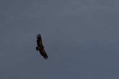 Görkemli bir Griffon Akbabası (Gyps fulvus) kanatlarını tamamen açık mavi gökyüzüne doğru uzatarak yükseliyor..