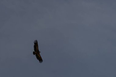 Görkemli bir Griffon Akbabası (Gyps fulvus) kanatlarını tamamen açık mavi gökyüzüne doğru uzatarak yükseliyor..