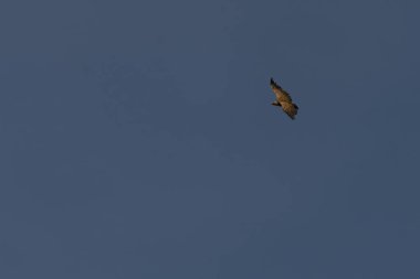 Görkemli bir Griffon Akbabası (Gyps fulvus) kanatlarını tamamen açık mavi gökyüzüne doğru uzatarak yükseliyor..