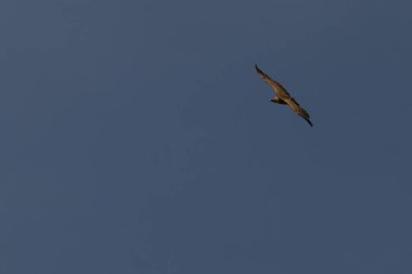 Görkemli bir Griffon Akbabası (Gyps fulvus) kanatlarını tamamen açık mavi gökyüzüne doğru uzatarak yükseliyor..