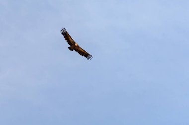 Görkemli bir Griffon Akbabası (Gyps fulvus) kanatlarını tamamen açık mavi gökyüzüne doğru uzatarak yükseliyor..