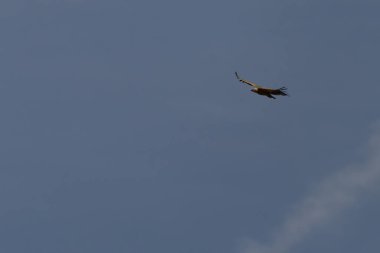 Görkemli bir Griffon Akbabası (Gyps fulvus) kanatlarını tamamen açık mavi gökyüzüne doğru uzatarak yükseliyor..