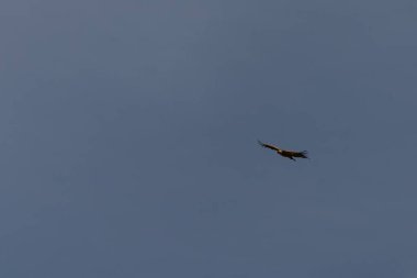 Görkemli bir Griffon Akbabası (Gyps fulvus) kanatlarını tamamen açık mavi gökyüzüne doğru uzatarak yükseliyor..