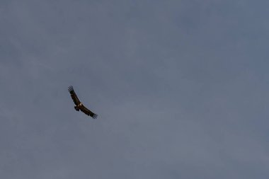 Görkemli bir Griffon Akbabası (Gyps fulvus) kanatlarını tamamen açık mavi gökyüzüne doğru uzatarak yükseliyor..