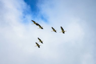 Bir leylek sürüsü parlak mavi gökyüzüne karşı yüksekten uçar, kanatları geniş bir alana yayılır ve senkronize hareket içinde narin bulutlar arasında kolayca süzülürler..