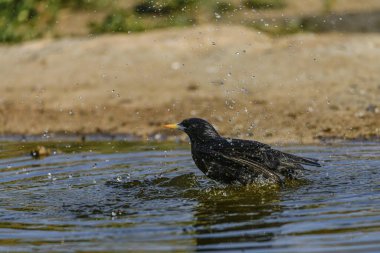 Sıradan bir Starling (Sturnus vulgaris) küvetin ortasında, sığ bir gölette su damlacıkları ile yakalanır..
