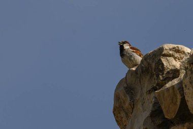 Bir erkek İspanyol serçesi (Passer hispaniolensis) engebeli bir kayanın üzerinde, açık mavi gökyüzüne karşı şarkı söyler..
