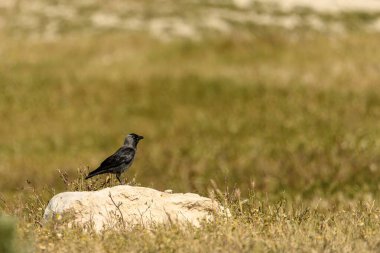 Bir Avrasya karga (Coloeus monedula) bir kayanın üzerinde durur ve açık otlak bir alanda çevresini gözlemler. Kuşun siyah ve gri tüyleri, bulanık doğal arka planla çok güzel zıt düşüyor..