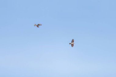 İki Avrupalı akbaba gökyüzünde engin kanatlarıyla zarifçe süzülüyor