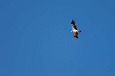 Çizmeli kartal açık mavi gökyüzünde süzülüyor. Kanatları açık ve kuyruğu açık.