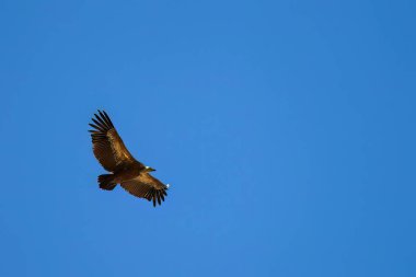 Griffon akbabası, canlı mavi gökyüzüne karşı açık kanatlarıyla tepemizde uçuyor.